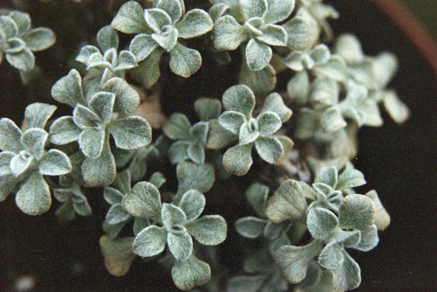 Helichrysum confertum en fleurs sur les éboulis des montagnes du Cap